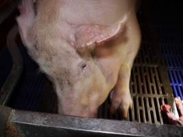 Farrowing crates at Golden Grove Piggery NSW - Australian pig farming - Captured at Golden Grove Piggery, Young NSW Australia.