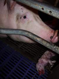 Dead piglet - Australian pig farming - Captured at Golden Grove Piggery, Young NSW Australia.