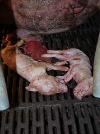 Dead piglets - Australian pig farming - Captured at Golden Grove Piggery, Young NSW Australia.