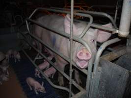 Farrowing crates at Golden Grove Piggery NSW - Australian pig farming - Captured at Golden Grove Piggery, Young NSW Australia.