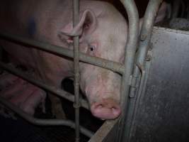 Farrowing crates at Golden Grove Piggery NSW - Australian pig farming - Captured at Golden Grove Piggery, Young NSW Australia.