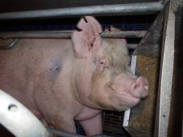 Farrowing crates at Golden Grove Piggery NSW - Australian pig farming - Captured at Golden Grove Piggery, Young NSW Australia.