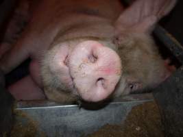 Farrowing crates at Golden Grove Piggery NSW - Australian pig farming - Captured at Golden Grove Piggery, Young NSW Australia.