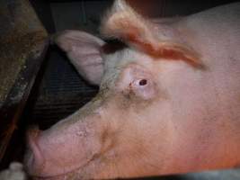 Farrowing crates at Golden Grove Piggery NSW - Australian pig farming - Captured at Golden Grove Piggery, Young NSW Australia.