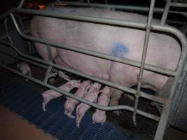 Farrowing crates at Golden Grove Piggery NSW - Australian pig farming - Captured at Golden Grove Piggery, Young NSW Australia.