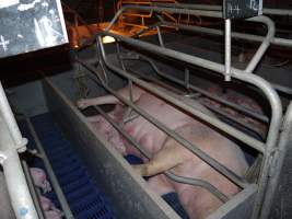 Farrowing crates at Golden Grove Piggery NSW - Australian pig farming - Captured at Golden Grove Piggery, Young NSW Australia.