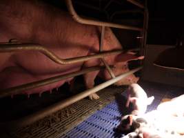 Farrowing crates at Golden Grove Piggery NSW - Australian pig farming - Captured at Golden Grove Piggery, Young NSW Australia.