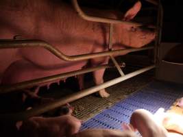 Farrowing crates at Golden Grove Piggery NSW - Australian pig farming - Captured at Golden Grove Piggery, Young NSW Australia.