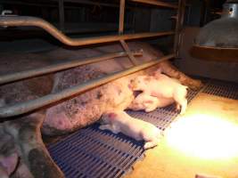 Farrowing crates at Golden Grove Piggery NSW - Australian pig farming - Captured at Golden Grove Piggery, Young NSW Australia.