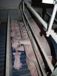 Farrowing crates at Golden Grove Piggery NSW - Australian pig farming - Captured at Golden Grove Piggery, Young NSW Australia.