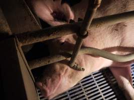 Farrowing crates at Golden Grove Piggery NSW - Australian pig farming - Captured at Golden Grove Piggery, Young NSW Australia.