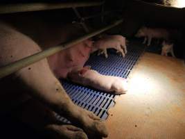 Farrowing crates at Golden Grove Piggery NSW - Australian pig farming - Captured at Golden Grove Piggery, Young NSW Australia.