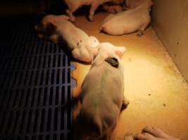 Farrowing crates at Golden Grove Piggery NSW - Australian pig farming - Captured at Golden Grove Piggery, Young NSW Australia.