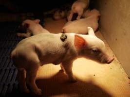 Farrowing crates at Golden Grove Piggery NSW - Australian pig farming - Captured at Golden Grove Piggery, Young NSW Australia.