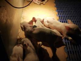 Farrowing crates at Golden Grove Piggery NSW - Australian pig farming - Captured at Golden Grove Piggery, Young NSW Australia.