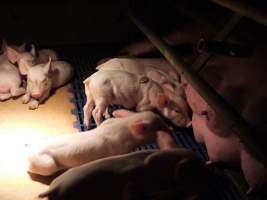 Farrowing crates at Golden Grove Piggery NSW - Australian pig farming - Captured at Golden Grove Piggery, Young NSW Australia.