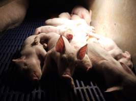 Farrowing crates at Golden Grove Piggery NSW - Australian pig farming - Captured at Golden Grove Piggery, Young NSW Australia.