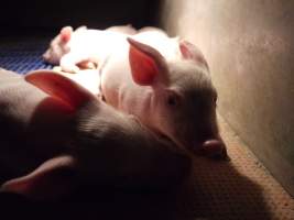 Farrowing crates at Golden Grove Piggery NSW - Australian pig farming - Captured at Golden Grove Piggery, Young NSW Australia.