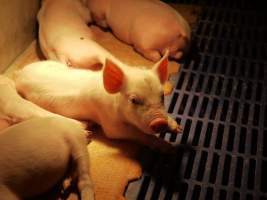 Farrowing crates at Golden Grove Piggery NSW - Australian pig farming - Captured at Golden Grove Piggery, Young NSW Australia.