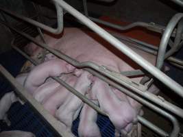 Farrowing crates at Golden Grove Piggery NSW - Australian pig farming - Captured at Golden Grove Piggery, Young NSW Australia.