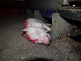 Dead piglet in aisle - Australian pig farming - Captured at Golden Grove Piggery, Young NSW Australia.