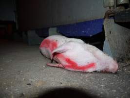 Dead piglet in aisle - Australian pig farming - Captured at Golden Grove Piggery, Young NSW Australia.