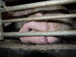 Farrowing crates at Golden Grove Piggery NSW - Australian pig farming - Captured at Golden Grove Piggery, Young NSW Australia.