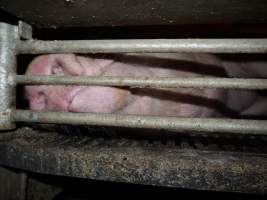 Farrowing crates at Golden Grove Piggery NSW - Australian pig farming - Captured at Golden Grove Piggery, Young NSW Australia.