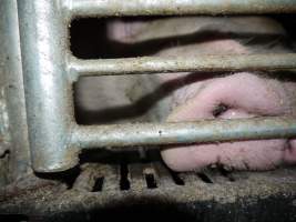 Farrowing crates at Golden Grove Piggery NSW - Australian pig farming - Captured at Golden Grove Piggery, Young NSW Australia.