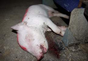 Dead piglet in aisle - Australian pig farming - Captured at Golden Grove Piggery, Young NSW Australia.