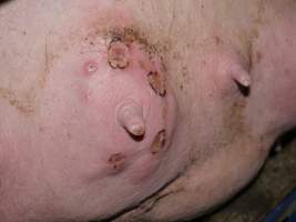 Sow with injuries on teat - Australian pig farming - Captured at Golden Grove Piggery, Young NSW Australia.