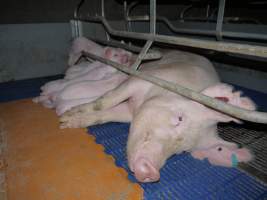 Farrowing crates at Golden Grove Piggery NSW - Australian pig farming - Captured at Golden Grove Piggery, Young NSW Australia.