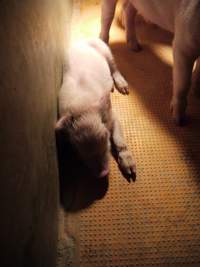 Farrowing crates at Golden Grove Piggery NSW - Australian pig farming - Captured at Golden Grove Piggery, Young NSW Australia.