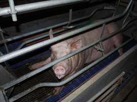 Farrowing crates at Golden Grove Piggery NSW - Australian pig farming - Captured at Golden Grove Piggery, Young NSW Australia.