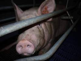 Farrowing crates at Golden Grove Piggery NSW - Australian pig farming - Captured at Golden Grove Piggery, Young NSW Australia.