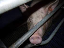 Farrowing crates at Golden Grove Piggery NSW - Australian pig farming - Captured at Golden Grove Piggery, Young NSW Australia.