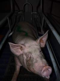 Farrowing crates at Golden Grove Piggery NSW - Australian pig farming - Captured at Golden Grove Piggery, Young NSW Australia.