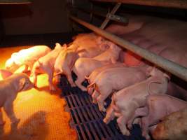 Farrowing crates at Golden Grove Piggery NSW - Australian pig farming - Captured at Golden Grove Piggery, Young NSW Australia.