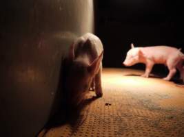 Farrowing crates at Golden Grove Piggery NSW - Australian pig farming - Captured at Golden Grove Piggery, Young NSW Australia.