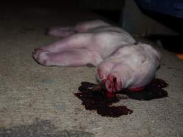 Dead piglet in aisle lying in pool of blood - Australian pig farming - Captured at Golden Grove Piggery, Young NSW Australia.