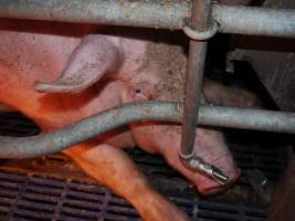 Farrowing crates at Golden Grove Piggery NSW - Australian pig farming - Captured at Golden Grove Piggery, Young NSW Australia.