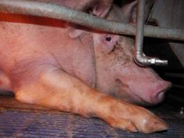 Farrowing crates at Golden Grove Piggery NSW - Australian pig farming - Captured at Golden Grove Piggery, Young NSW Australia.