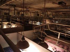 Farrowing crates at Golden Grove Piggery NSW - Australian pig farming - Captured at Golden Grove Piggery, Young NSW Australia.