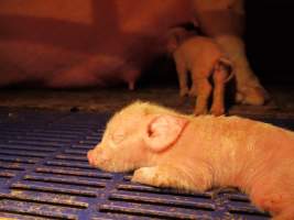 Farrowing crates at Golden Grove Piggery NSW - Australian pig farming - Captured at Golden Grove Piggery, Young NSW Australia.