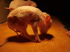 Sick piglet in crate - Australian pig farming - Captured at Golden Grove Piggery, Young NSW Australia.