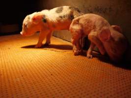 Farrowing crates at Golden Grove Piggery NSW - Australian pig farming - Captured at Golden Grove Piggery, Young NSW Australia.