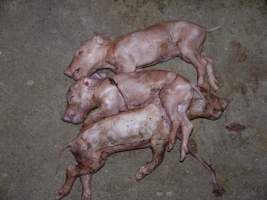 Dead piglets in aisle - Australian pig farming - Captured at Golden Grove Piggery, Young NSW Australia.