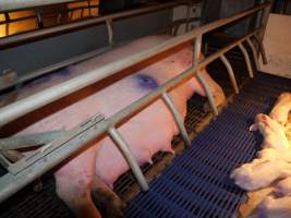 Farrowing crates at Golden Grove Piggery NSW - Australian pig farming - Captured at Golden Grove Piggery, Young NSW Australia.