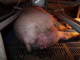 Farrowing crates at Golden Grove Piggery NSW - Australian pig farming - Captured at Golden Grove Piggery, Young NSW Australia.