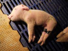 Piglet with taped legs - Australian pig farming - Captured at Golden Grove Piggery, Young NSW Australia.